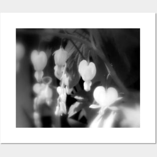 elegant white bleeding hearts, black and white, darker Posters and Art